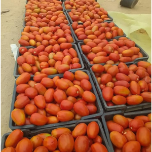 بذور طماطم الخير اف1